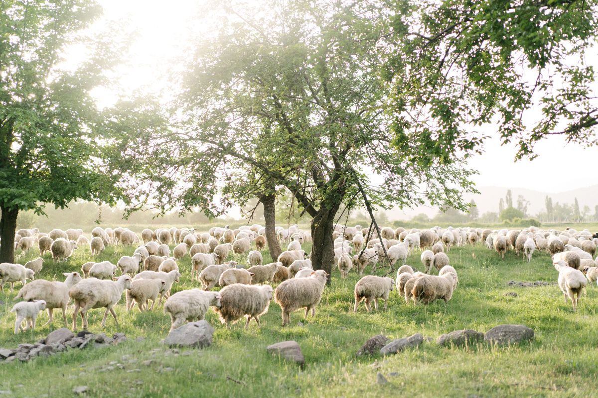 livestock with crop.jpg